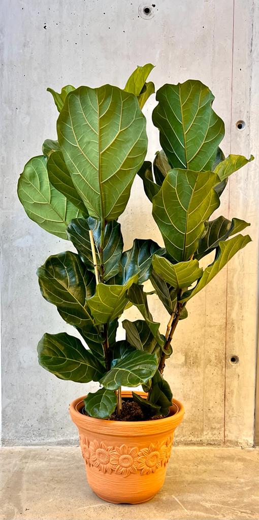 3 stem fiddle leaf fig Tripple stem Ficus Lyrata – Electric Butterfly Flowers