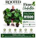 The Special of the week 2 x Ficus Umbalata