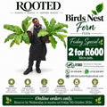 The Special of the Week - Brids Nest Fern