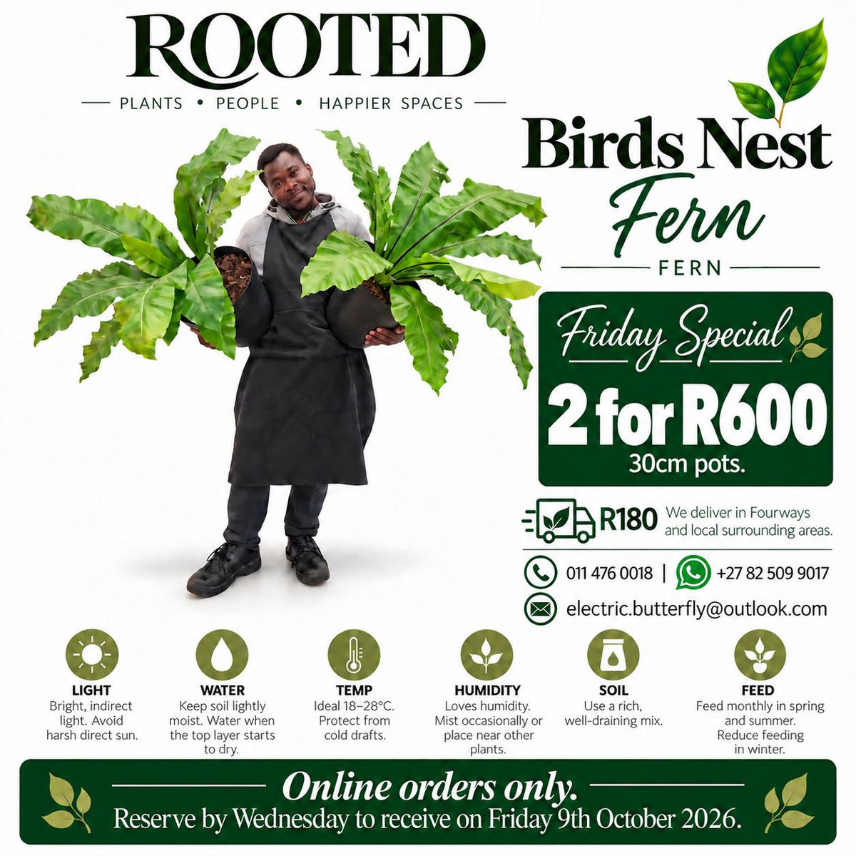 The Special of the Week - Brids Nest Fern
