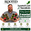 2x Succulent Box