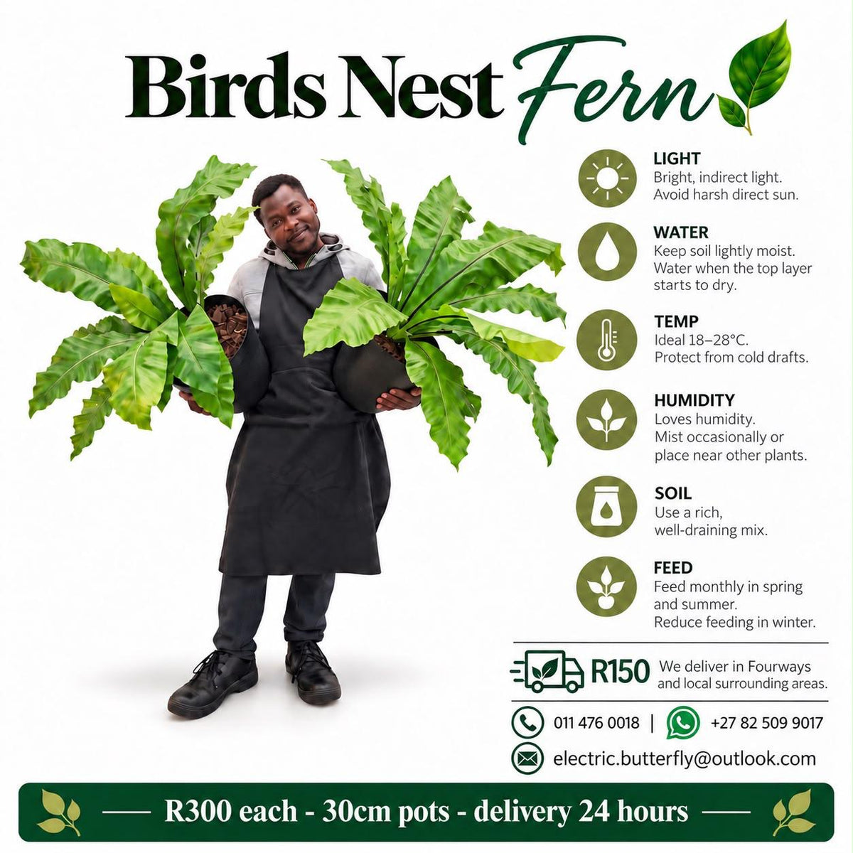 Brids Nest Fern