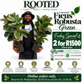 Ficus Robusta -  30cm Pot