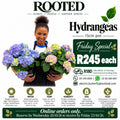 Hydrangeas