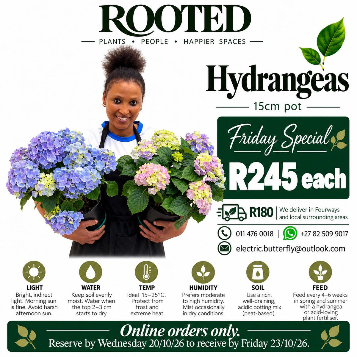 Hydrangeas