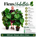 Ficus Umbelllata - African fig 30cm Pot