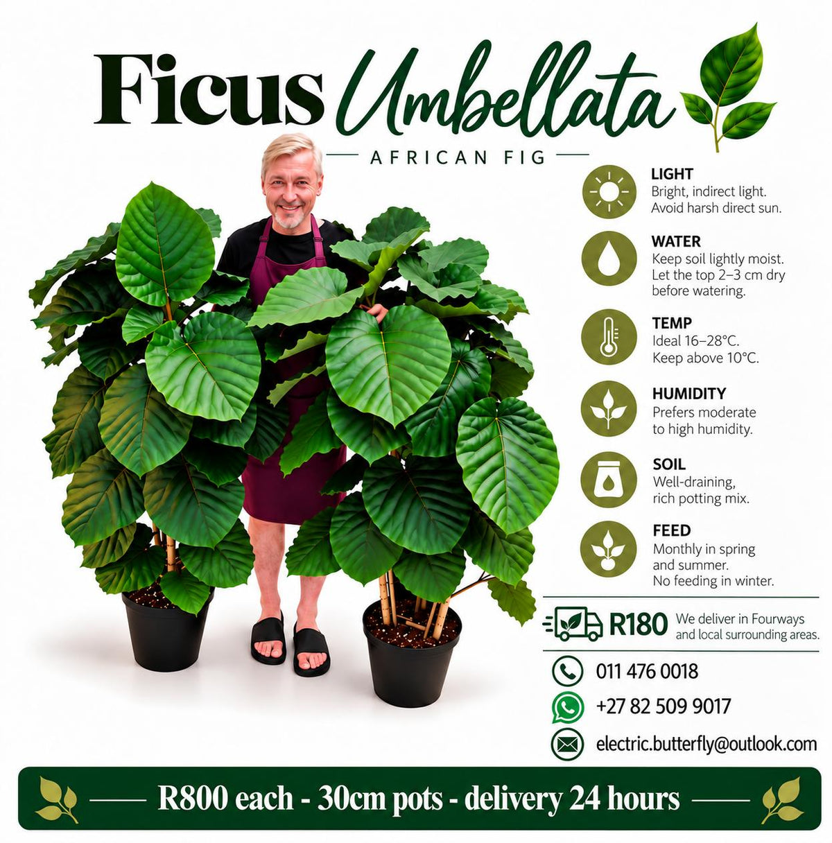 Ficus Umbelllata - African fig 30cm Pot