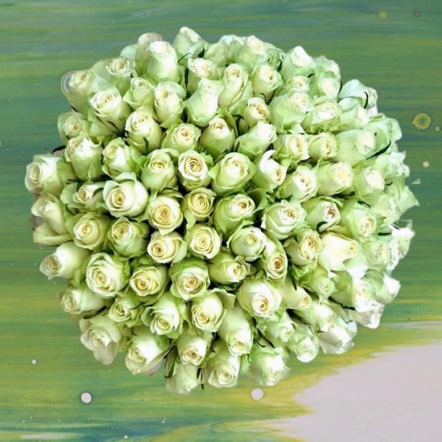 PETER'S CHOICE 100 WHITE ROSES